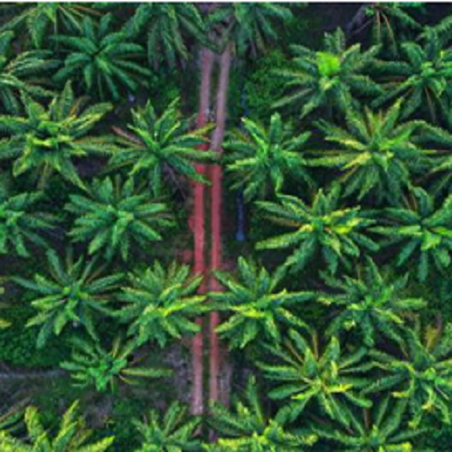 Why Oil Palm in Agro-Real Estate?