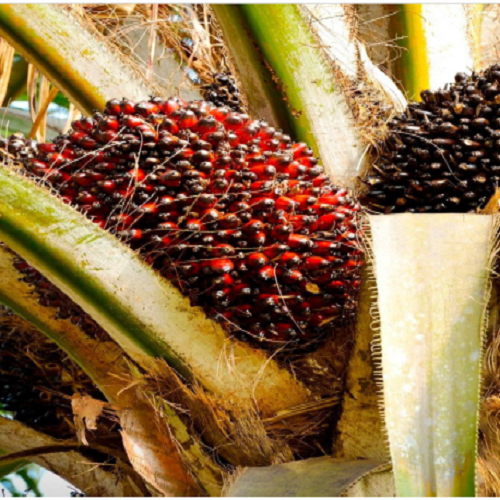 What is Agro Reality?